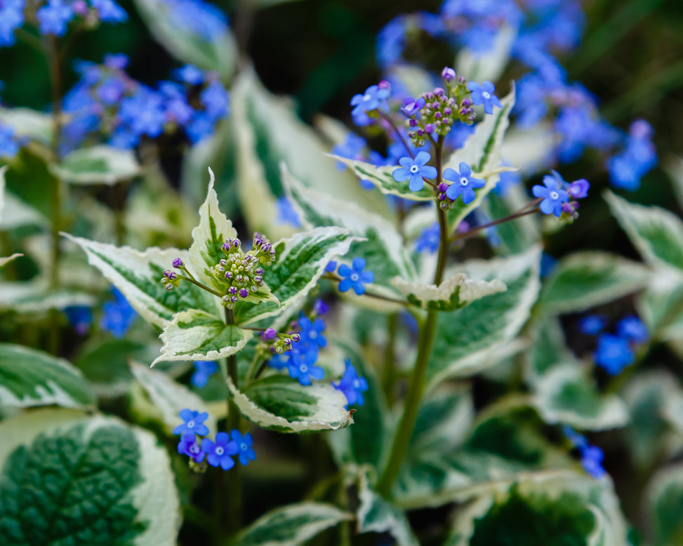 Brunnera 'Variegata'