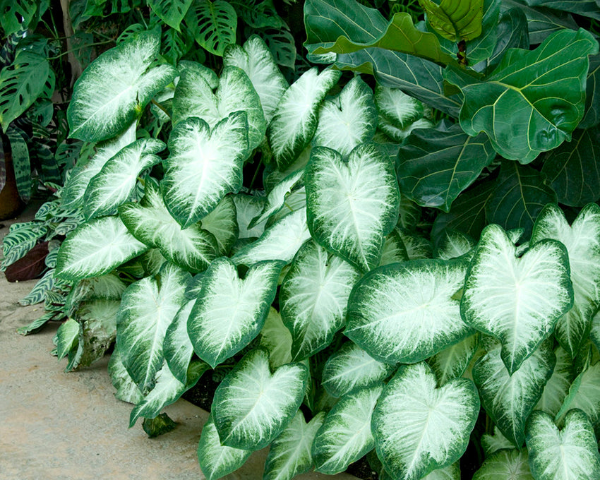 Caladium 'Aaron'