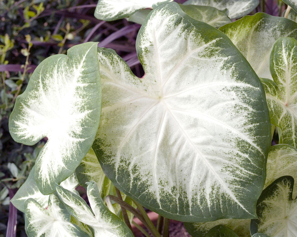 Caladium 'Aaron'