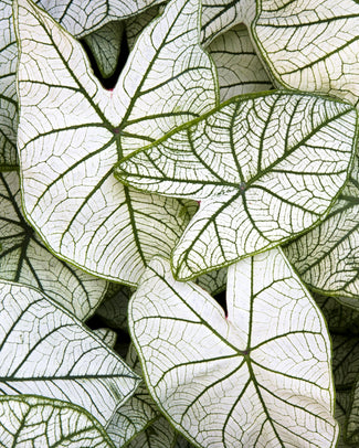 Caladium 'Candidum' Caladium 'Candidum'