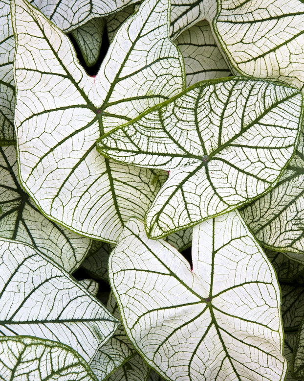Caladium 'Candidum'