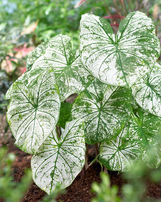 Caladium 'Candidum' Caladium 'Candidum'