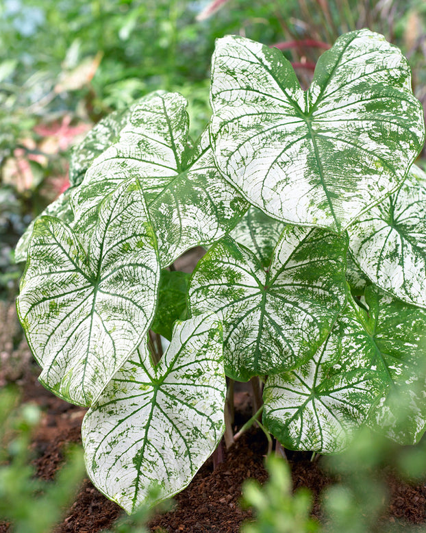 Caladium 'Candidum'