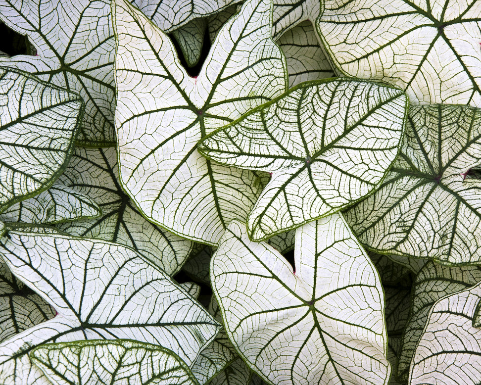 Caladium 'Candidum'