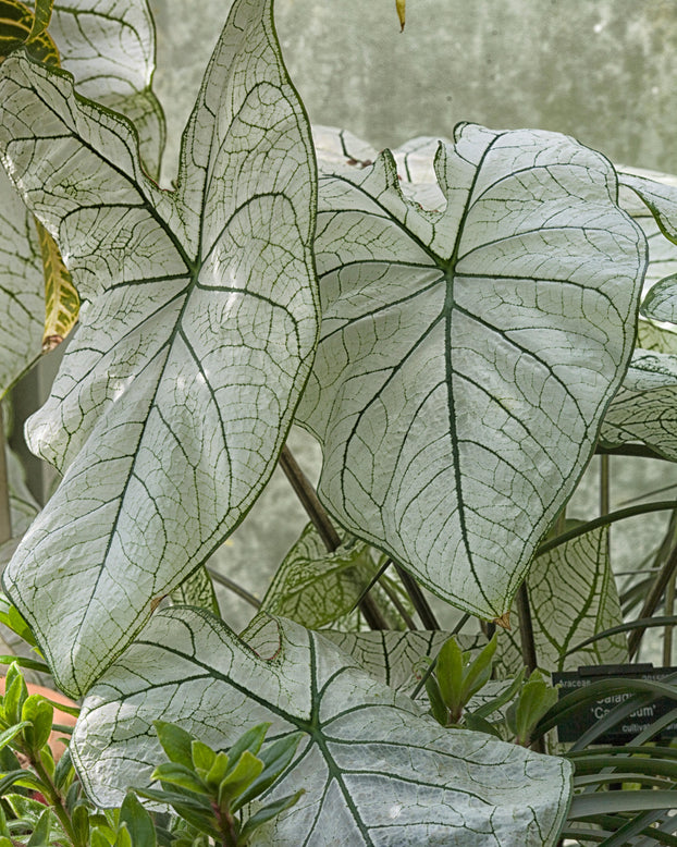 Caladium 'Candidum'