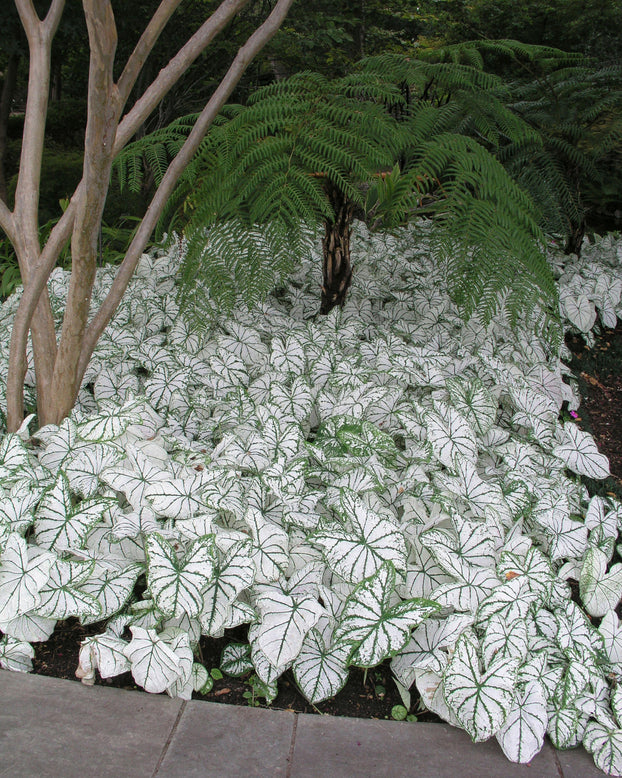 Caladium 'Candidum'