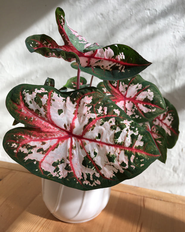 Caladium 'Carolyn Whorton'