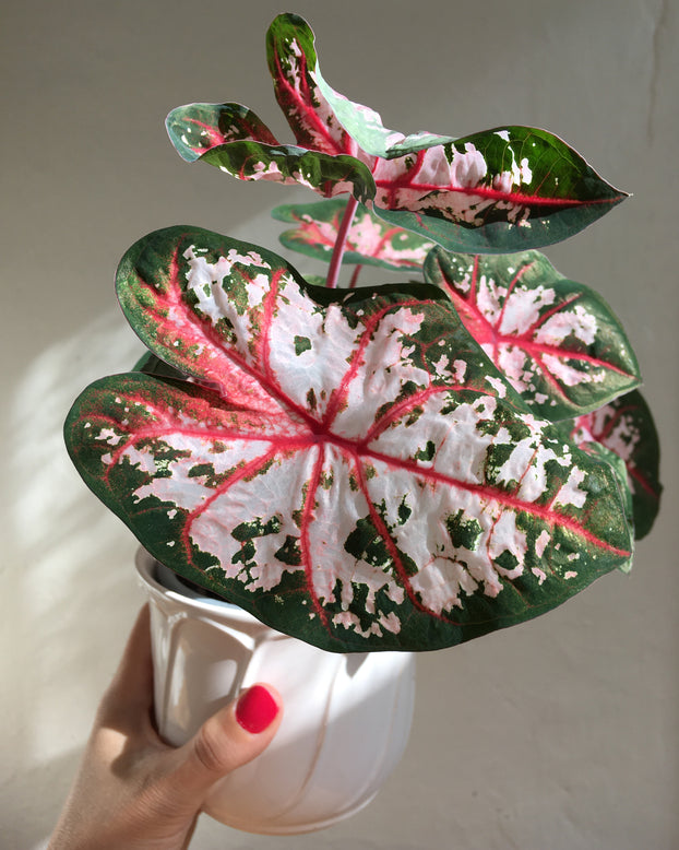 Caladium 'Carolyn Whorton'