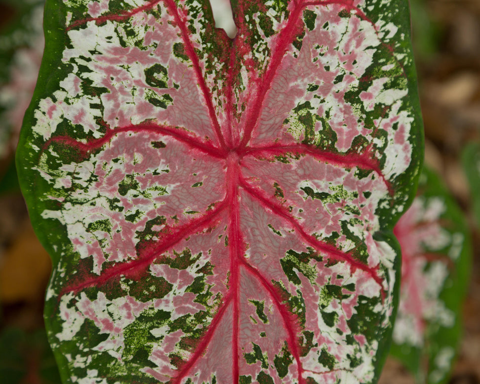 Caladium 'Carolyn Whorton'