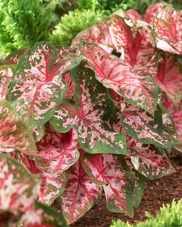 Caladium 'Carolyn Whorton'