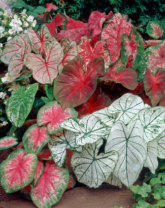 Caladium 'Fancy Mix' Caladium 'Fancy Mix'