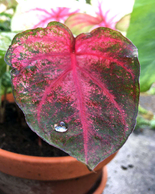 Caladium 'Fannie Munson'