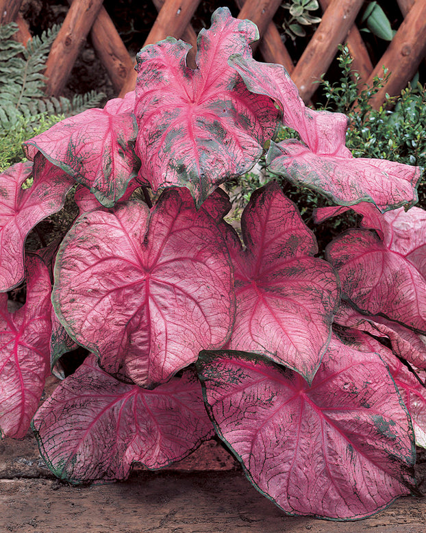 Caladium 'Fannie Munson'