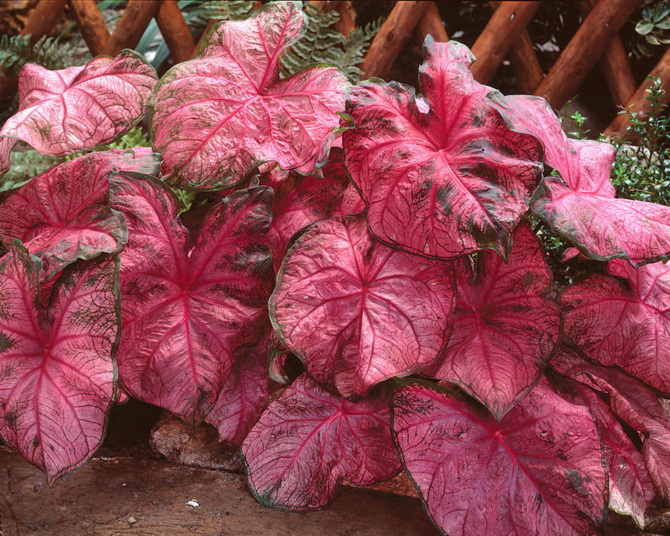 Caladium 'Fannie Munson'