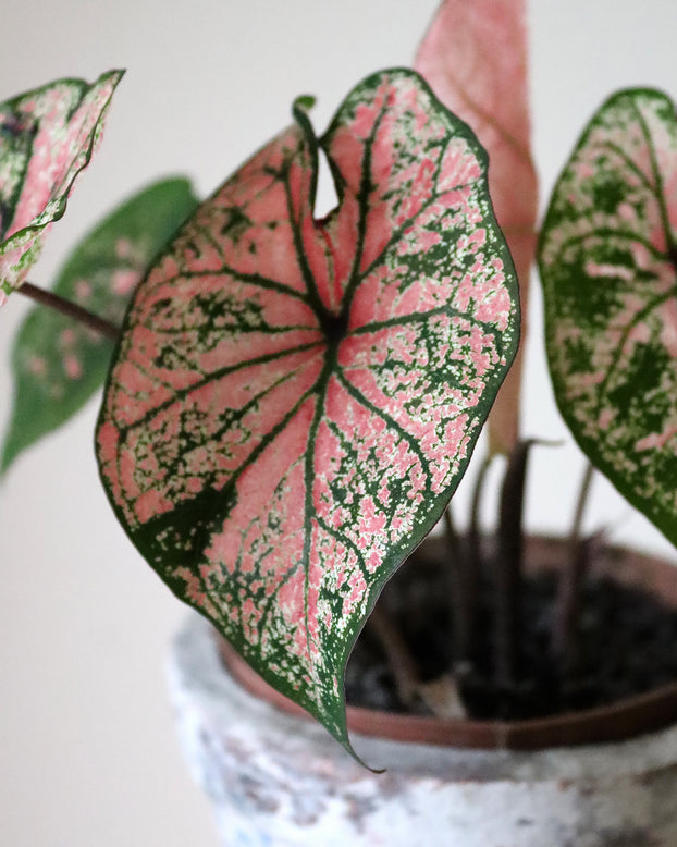Caladium 'Festivia'