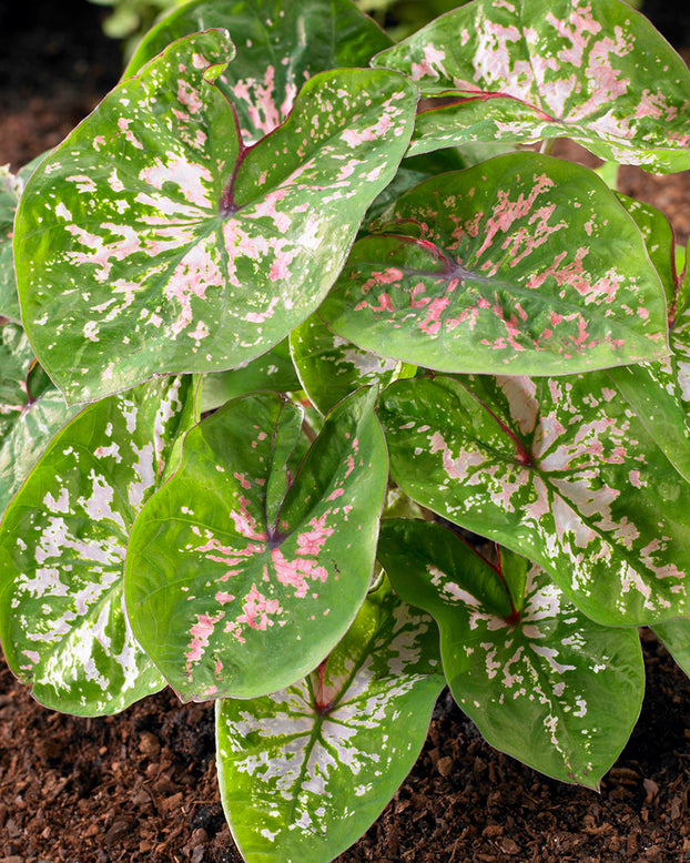 Caladium 'Florida Elise'