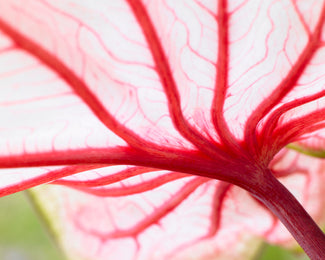Caladium 'Florida Sweetheart' Caladium 'Florida Sweetheart'