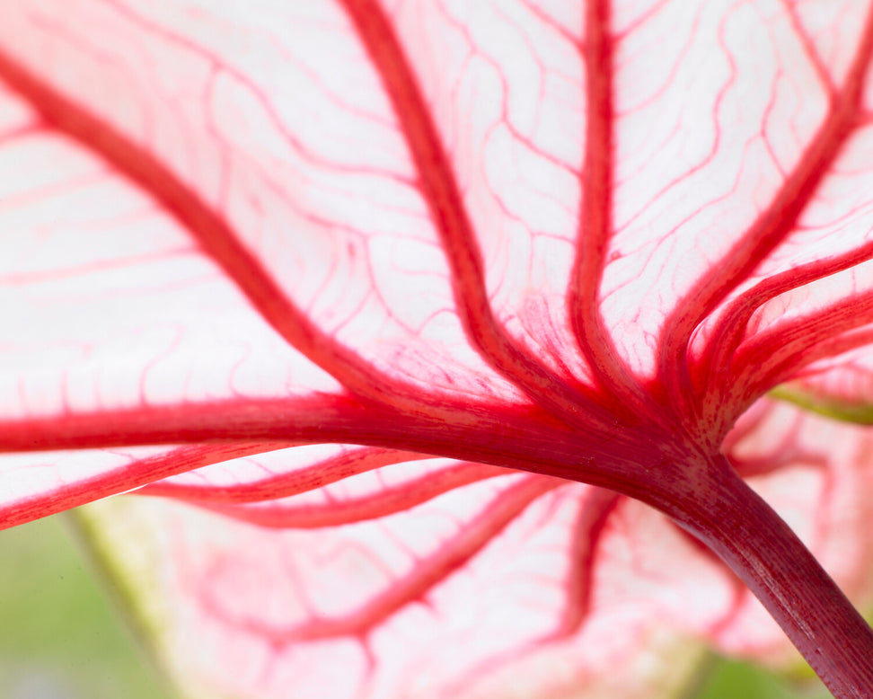 Caladium 'Florida Sweetheart'