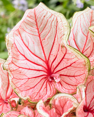Caladium 'Florida Sweetheart' Caladium 'Florida Sweetheart'