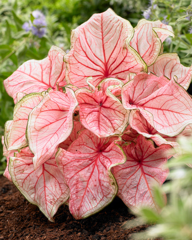 Caladium 'Florida Sweetheart'