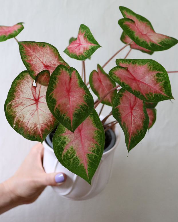 Caladium 'Freida Hemple'