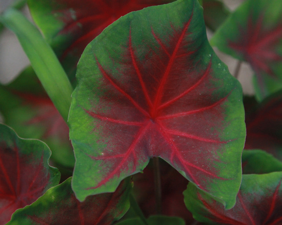 Caladium 'Freida Hemple'