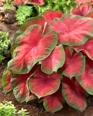 Caladium 'Freida Hemple' Caladium 'Freida Hemple'
