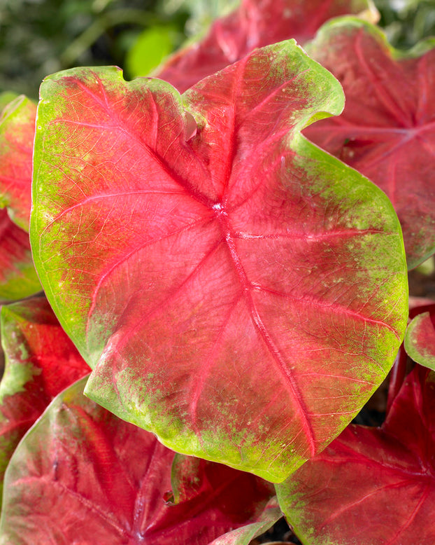 Caladium 'Freida Hemple'
