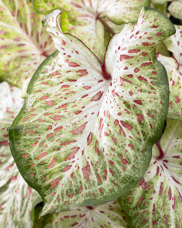 Caladium 'Gingerland'