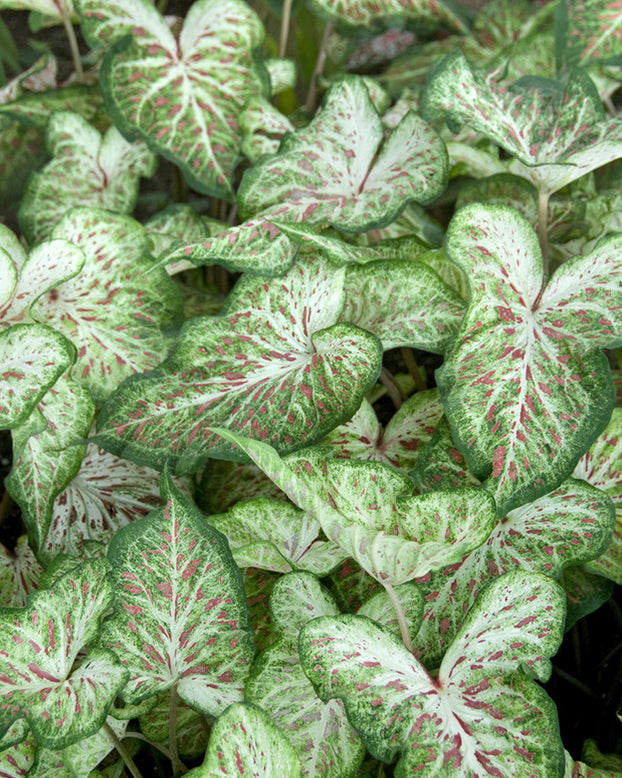 Caladium 'Gingerland'