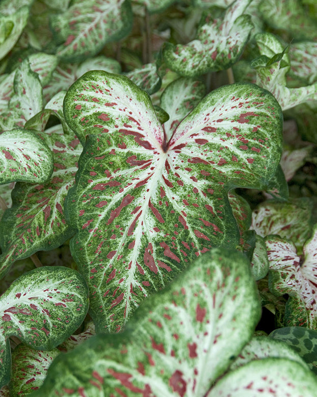 Caladium 'Gingerland'