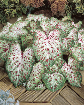 Caladium 'Gingerland' Caladium 'Gingerland'