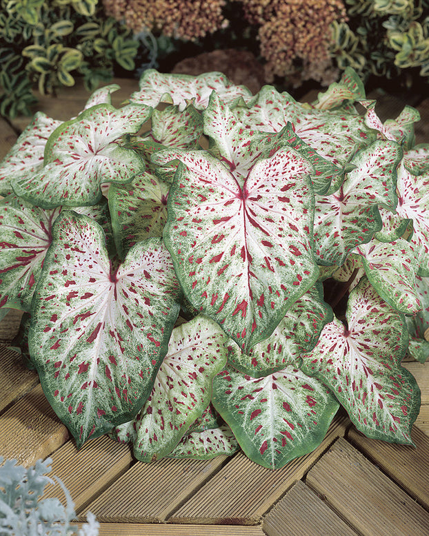 Caladium 'Gingerland'