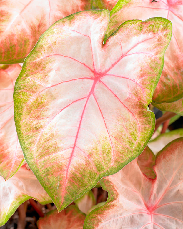 Caladium 'Kathleen'