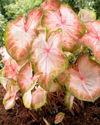 Caladium 'Kathleen' Caladium 'Kathleen'