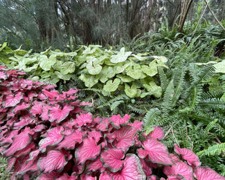 Caladium 'Limelite' Caladium 'Limelite'