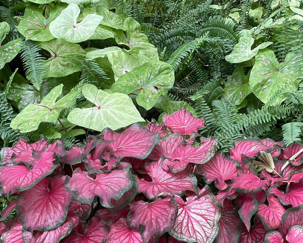 Caladium 'Limelite'