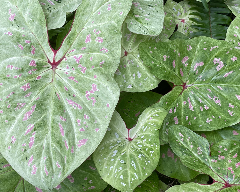 Caladium 'Limelite'