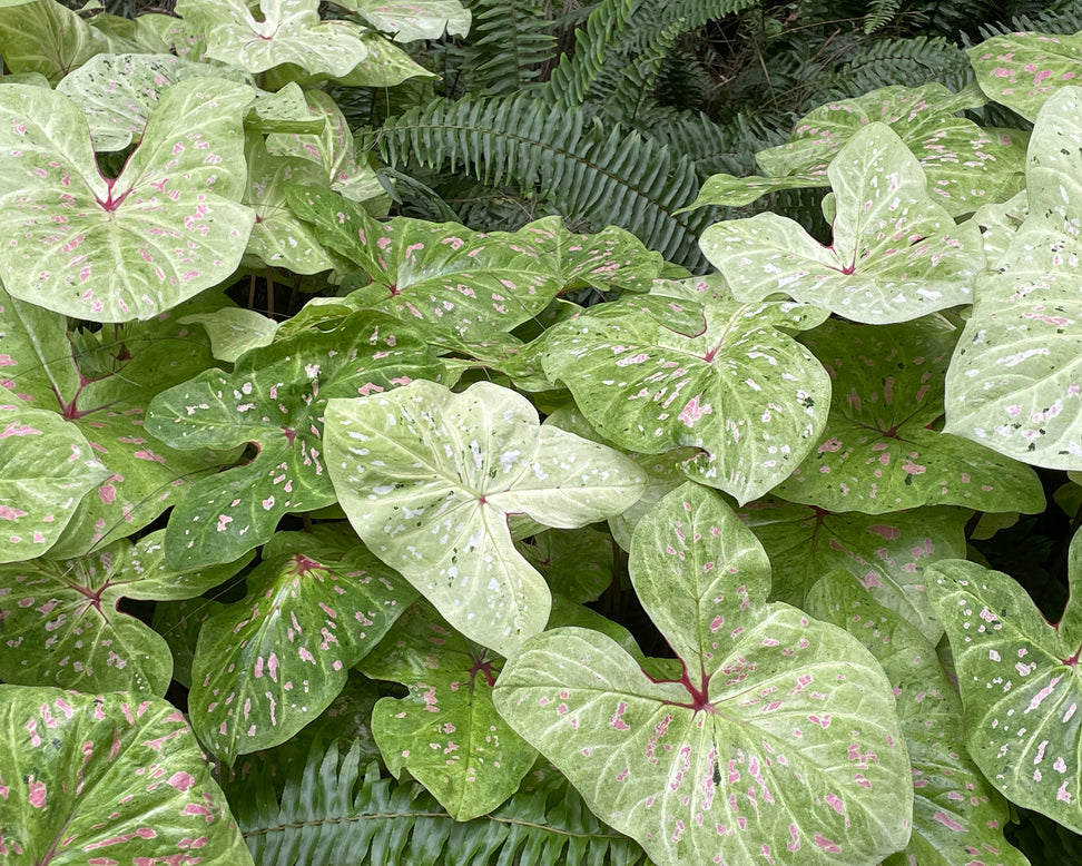 Caladium 'Limelite'
