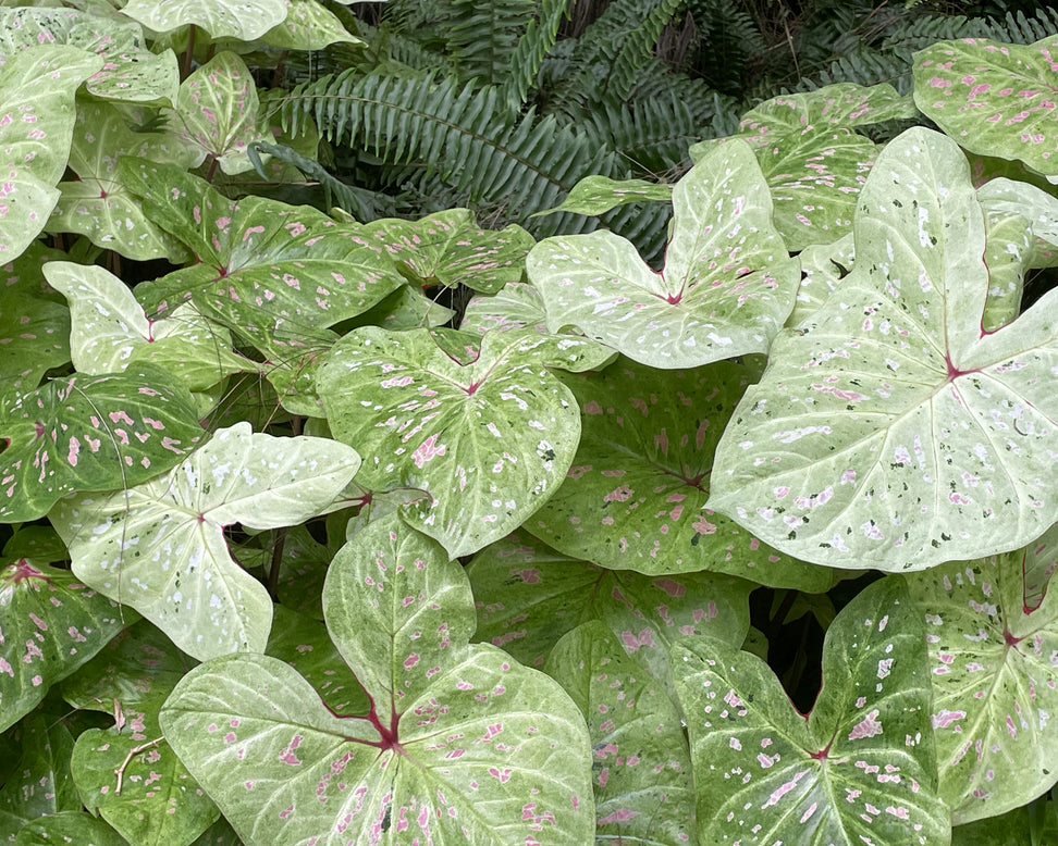 Caladium 'Limelite'