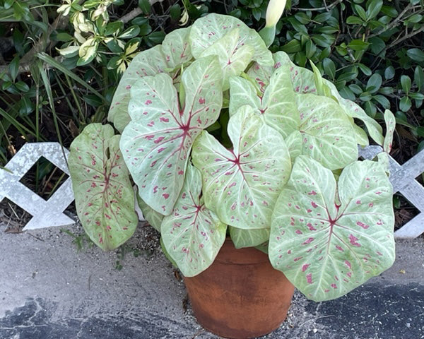 Caladium 'Limelite'