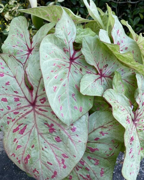 Caladium 'Limelite'