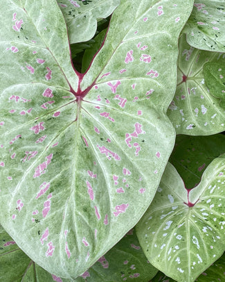 Caladium 'Limelite' Caladium 'Limelite'
