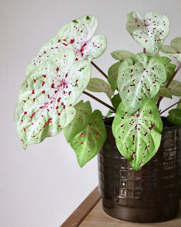 Caladium 'Miss Muffet'