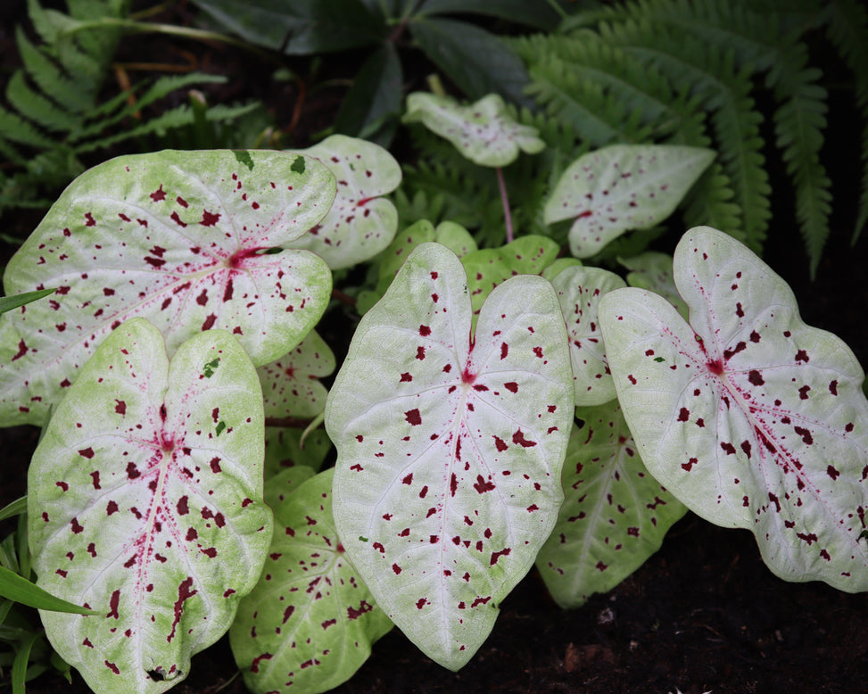 Caladium 'Miss Muffet'