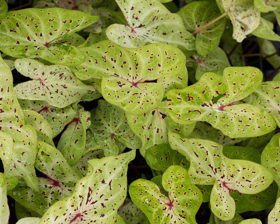 Caladium 'Miss Muffet'
