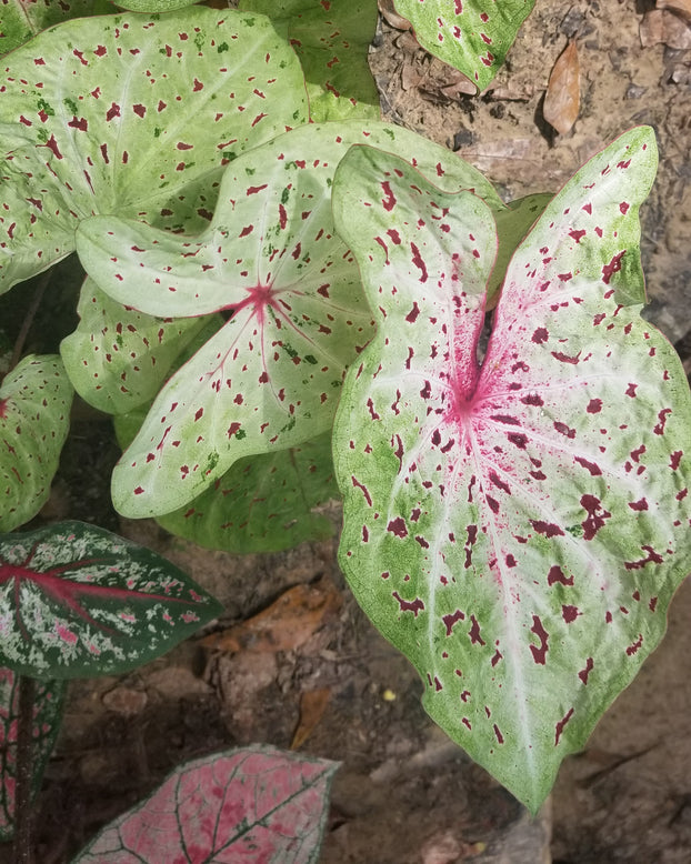 Caladium 'Miss Muffet'