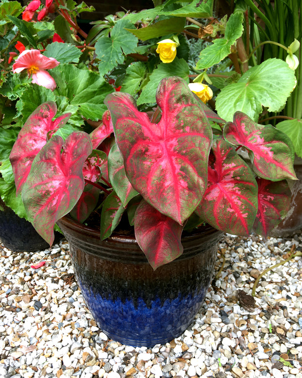 Caladium 'Red Flash'