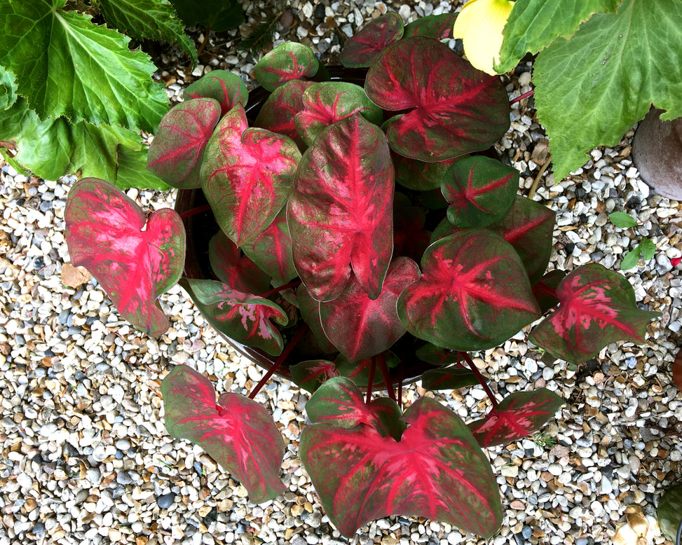 Caladium 'Red Flash'