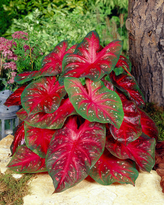 Caladium 'Red Flash' Caladium 'Red Flash'